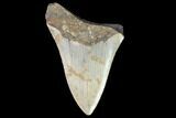 Bargain, Fossil Megalodon Tooth - North Carolina #91610-1